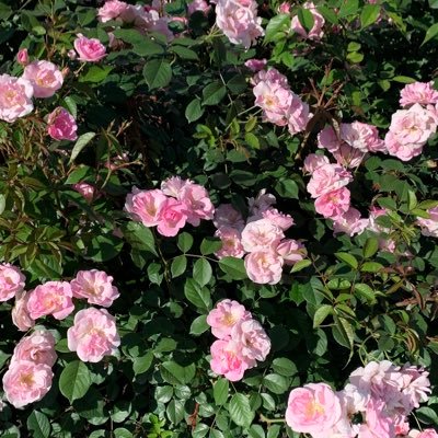 uzura_rarara_ra's profile picture. 感想とか色々