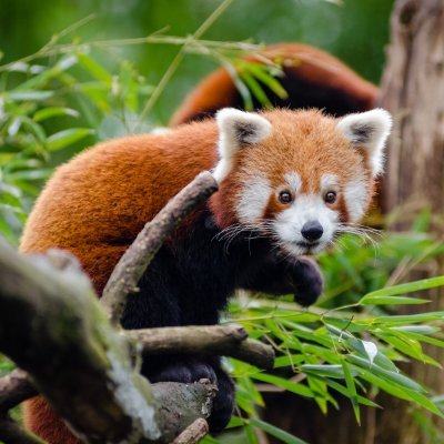 TherapywNature's profile picture. 🌳Incredible Nature Views
🦁 World Of Animals
and more...