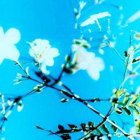 wildspyderlily (@wildspiderlily) 's Twitter Profile Photo wildspyderlily (@wildspiderlily) 's Twitter Profile Photo