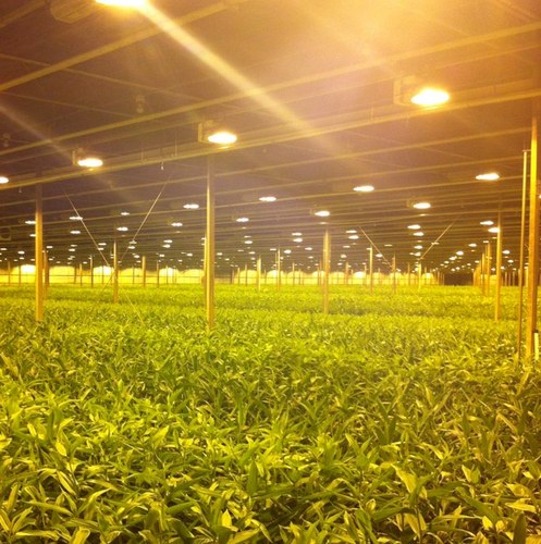 steekeagle's profile picture. 