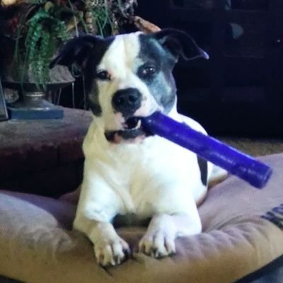 Hooterman1_2's profile picture. Air force veteran, tech junkie