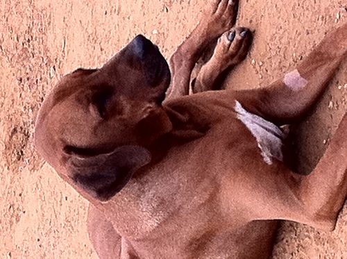 dogspension's profile picture. Dogs Pension Magazine - 054-8080927 - פנסיון לכלבים, פנסיון יום לכלב שלך, נוסע לחופשה פנסיון לכלבים לחופשה ארוכה, אוכל לכלבים, תספורת לכלבים, אילוף כלבים