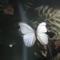 Leen Alhumaid (@butcantfly) Twitter profile photo