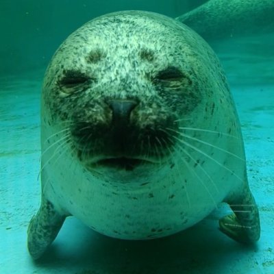 マイペースに楽しくお話が出来たらと思ってます。
アザラシがとーっても好きです🦭
漫才見るのも好きです(再燃🔥)
アイコンはGAOのこまちさんです。
まるっきり面識のない鍵垢やスパムだと思われる垢はフォローしてくださっても、気持ち悪いので即ブロックします。