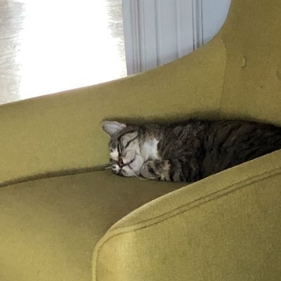 mvo1836974's profile picture. librarian