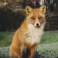 Ban bloodsports NI @banbloodsportsni.bsky.social (@banbloodsportni) 's Twitter Profile