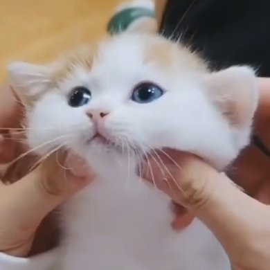 narutoscungus's profile picture. woke joe naruto fan