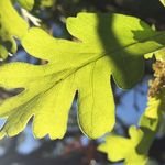 Hopland Research and Extension Center (@hoplandrec) 's Twitter Profile Photo Hopland Research and Extension Center (@hoplandrec) 's Twitter Profile Photo