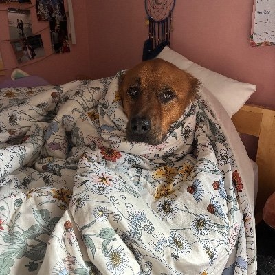 Sarah27443520's profile picture. some people call me susan others call me balakey