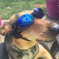 Fifi (@fifimoo66) 's Twitter Profile