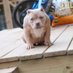 DooKyRK (@jqkennels) Twitter profile photo DooKyRK (@jqkennels) Twitter profile photo