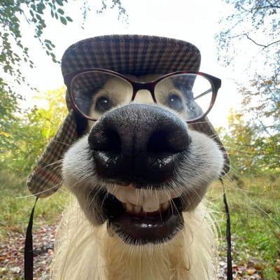 molizzz01's profile picture. Discord: bochinazes007