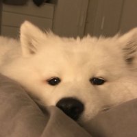 ꒰ ᴛᴇɴɴʏʏ ꒱ (@candymint11) 's Twitter Profile