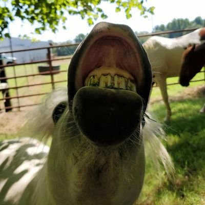 To attack demonstrates an appalling inability to understand our own frustrations, inhibitions, & fears, as well as an inability to communicate-Monty Roberts🇺🇸