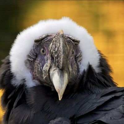 CondorsCrib's profile picture. The hardest part about the sunset is the time of takes to rise again. - Unless you're crepuscular... then time to party 🥳