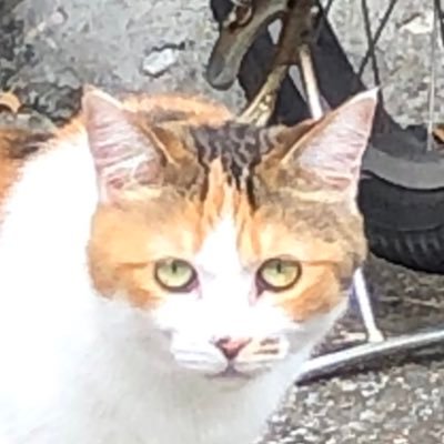 ハルタイラさんのプロフィール画像