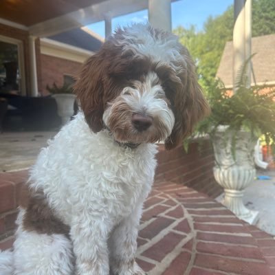 Lulu25184's profile picture. Wife, mother, and small business owner. Fan of technology and common sense. “In the middle of difficulty lies opportunity”. ~Einstein