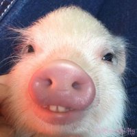 Max Bepis (@gaylittlepiglet) 's Twitter Profile Photo Max Bepis (@gaylittlepiglet) 's Twitter Profile Photo
