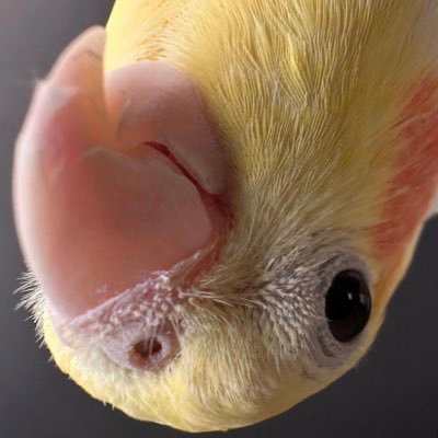 HAUSofZEROICHI's profile picture. 