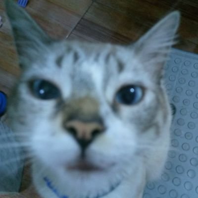 que vivan los gatos, el dinero, skz y q viva Venezuela en esa mrd caballero