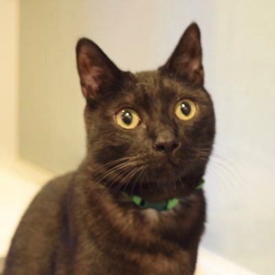 7匹の猫様の飼い主です。茶トラ(うに♂)麦わら(まる♀)ハチワレ(ごま♂) 白黒コアラ鼻(しお︎︎︎︎♀)白黒髭(おこげ♂) キジ白(つくね♀)黒猫(くま♂) #猫 #猫好きさんと繋がりたい #多頭飼い #猫のいる暮らし #キジトラ #サビ猫 #茶トラ #ハチワレ #黒猫