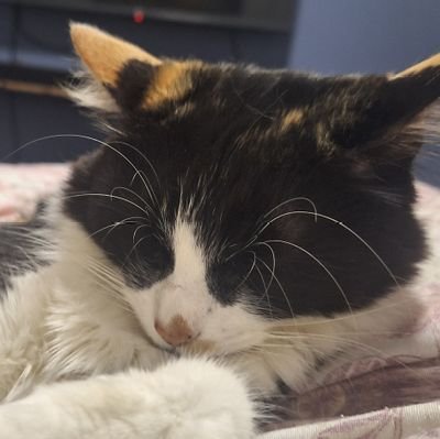 quemeventa's profile picture. 