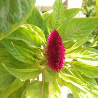 F ‌Asadi (@faakk555) 's Twitter Profile