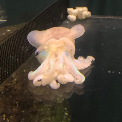 しめさばさんのプロフィール画像
