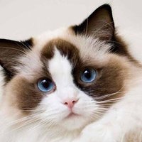 Shailesh Pandey (@shailes61791024) 's Twitter Profile