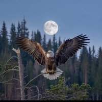 fahamgujjar (@fahamgujjar) 's Twitter Profile