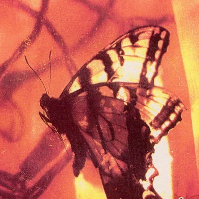 hum_listener's profile picture. Fake Male Manipulator