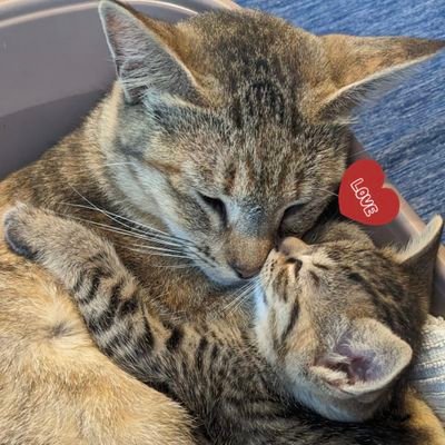 R6.7.18妊娠中の人懐っこいモカちゃんを保護。R6.7.24ラテくん誕生🐱
🆕R.6.11.15ミルクちゃんを保護🐈⬛R.6.11.28プリンちゃんを保護🐈️