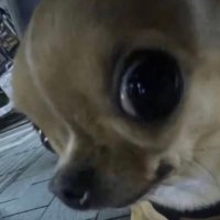 (。◕‿◕。)✿ (@tukitodeperrro) 's Twitter Profile