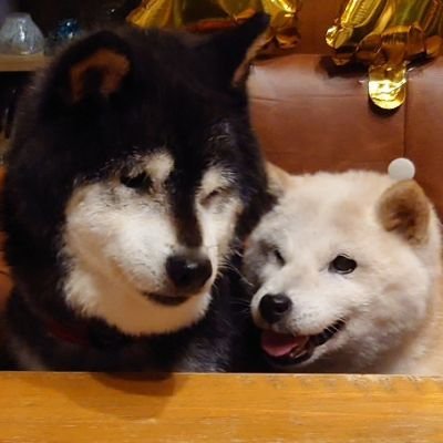 ゆず13歳 あんず12歳 かりん12歳の茶々丸一家三姉妹🐾
茶々丸父さん(2025.5.30🌈)
りんご母さん(2025.1.18🌈)