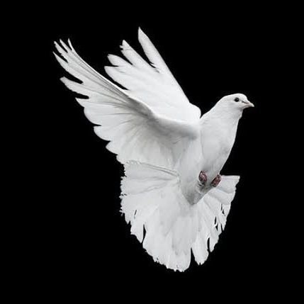 @UzmaShahbaz670