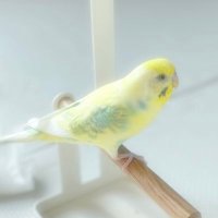 samuppi (@samuppi2355) 's Twitter Profile Photo samuppi (@samuppi2355) 's Twitter Profile Photo