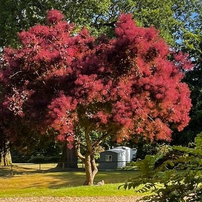 AjaxandraB's profile picture. X communicator