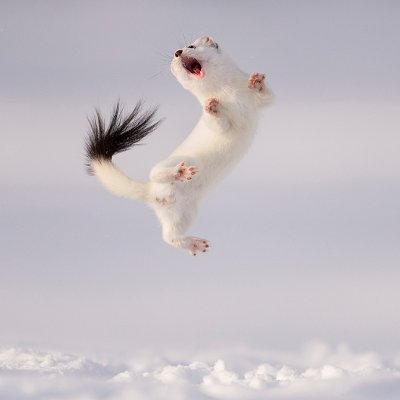 Wildlife Photographer of the Yearさんのプロフィール画像