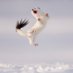 Wildlife Photographer of the Year (@nhm_wpy) Twitter profile photo Wildlife Photographer of the Year (@nhm_wpy) Twitter profile photo