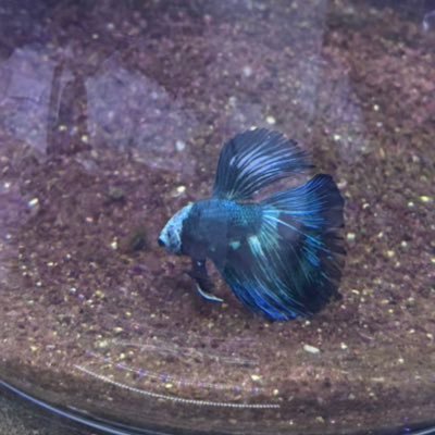 ACrX7erdpE93068's profile picture. 