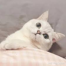 aconxdewa's profile picture. I firmly hold #TSLA #NVDA. Wait patiently for the confirmation signal to appear and avoid blind investment in the high-risk ambiguous stage!