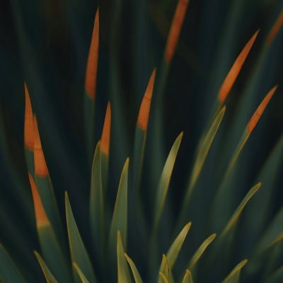 CropCapital's profile picture. 