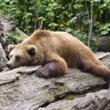 PalominoPi64267's profile picture. My hobbies include breakfast, lunch, and dinner.