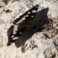 Franck … (@francksarrazin7) 's Twitter Profile