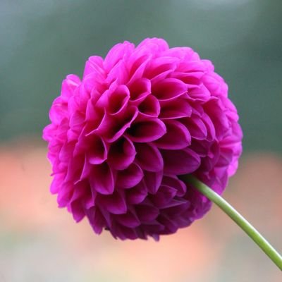 DahliAlejandra's profile picture. 