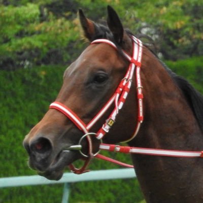 #パンサラッサ (‘23 サウジカップG1、‘22ドバイターフG1)の名付け親 #広尾TC 。出資馬https://t.co/KvT6GnYIkl /The namer of #Panthalassa (‘23 Saudi Cup G1, ‘22 Dubai Turf G1) #HirooTC .