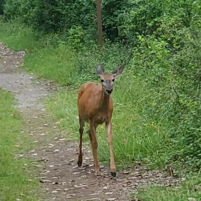 Freetodream179's profile picture. ❤🇺🇸 Read a book, history repeats itself... Living the dream in the 716 🙄