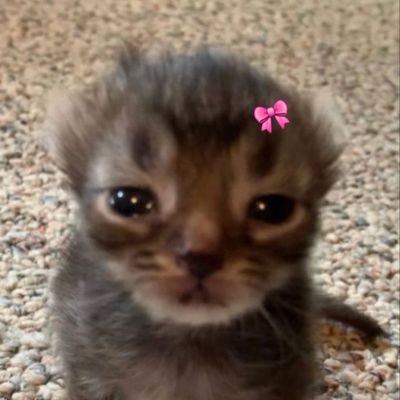 Amaya88892008's profile picture. 