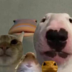 SherryKing35106's profile picture. Caution: May spontaneously start talking about cats.