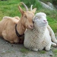 chopra_yuv41538's profile picture. 